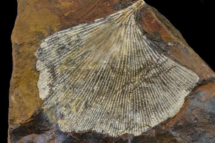 Fossil Ginkgo Leaf From North Dakota - Paleocene #156250